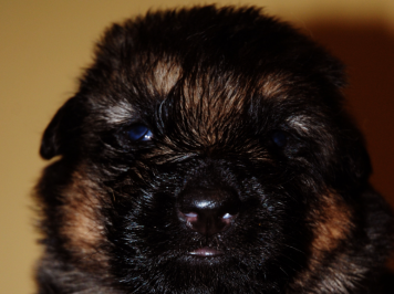 Timba: male of 17 days