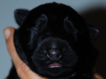 Puppy from the Bonny litter at a day old